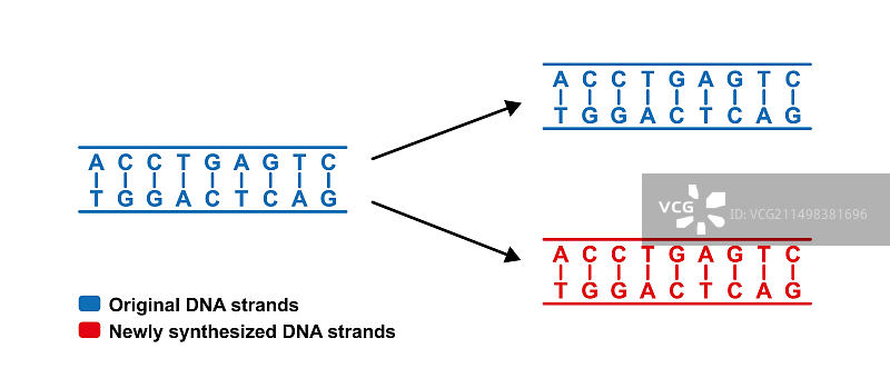 DNA保守复制原理图图片素材