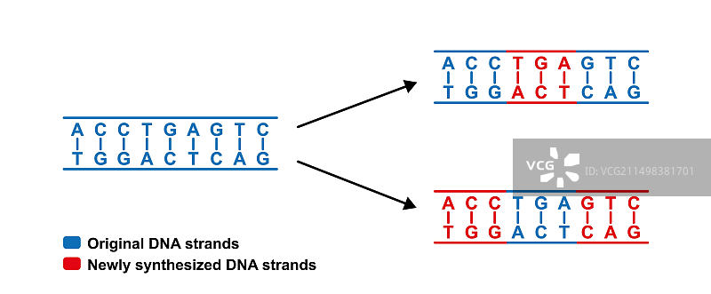 DNA弥散复制插图图片素材