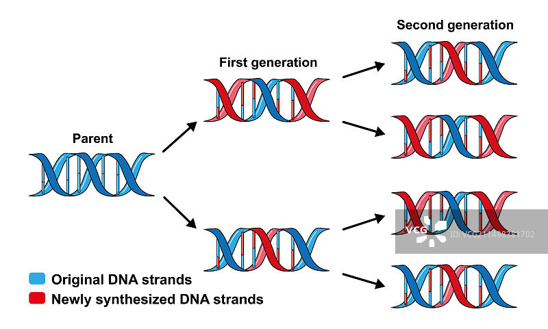 DNA弥散复制插图图片素材