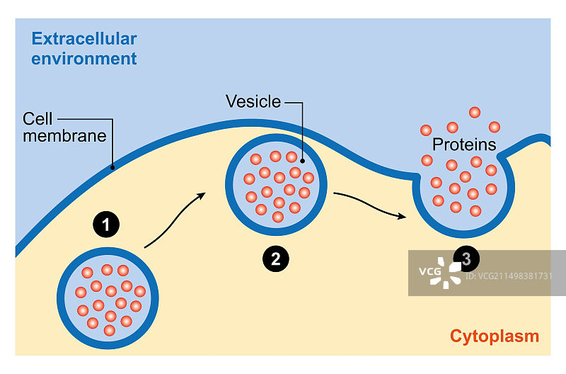 胞吐作用示意图图片素材