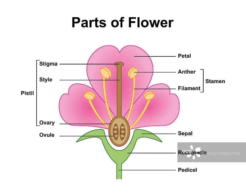 花卉解剖结构插图图片素材