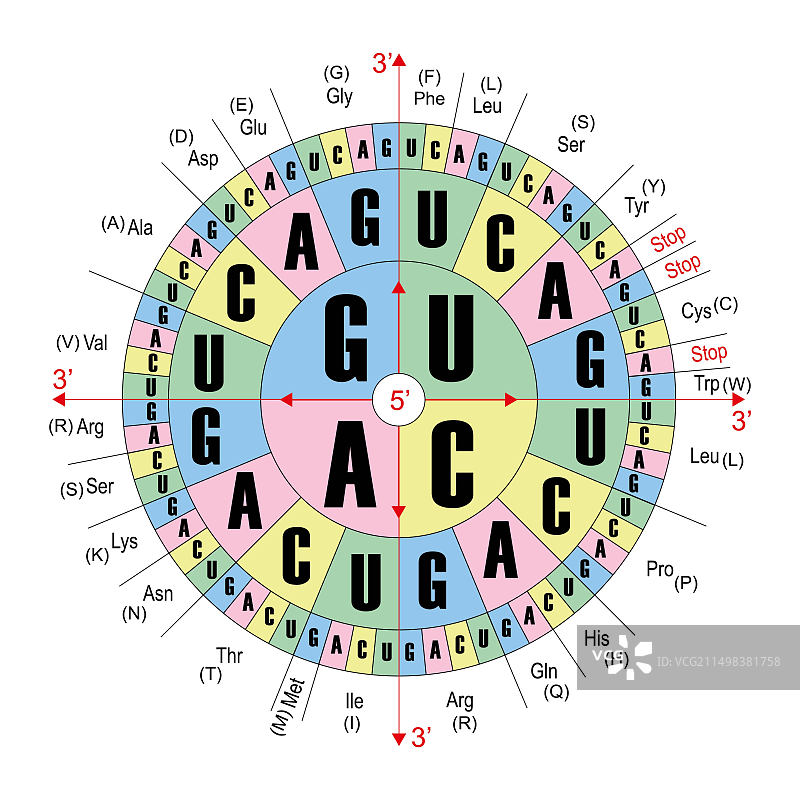 RNA密码子示意图图片素材