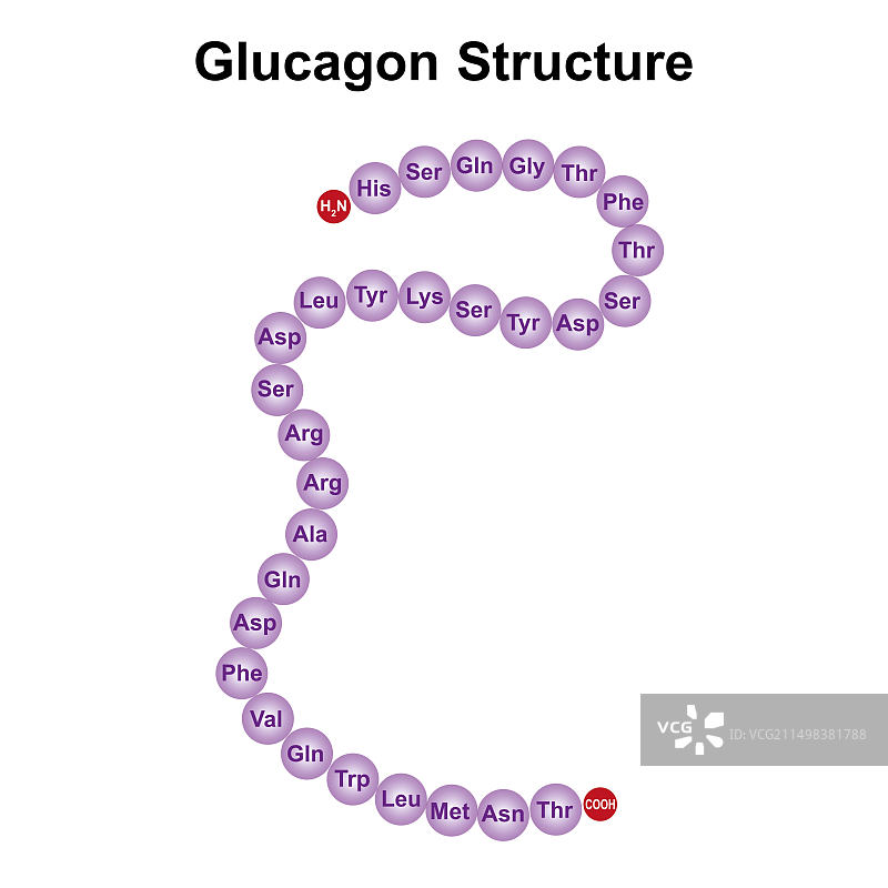 胰高血糖素结构图图片素材