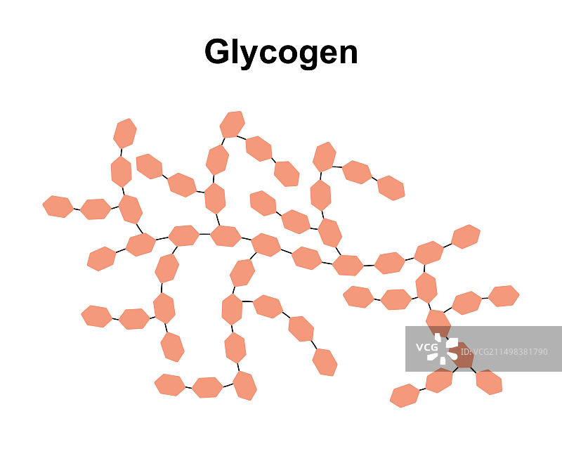 糖原分子结构示意图图片素材