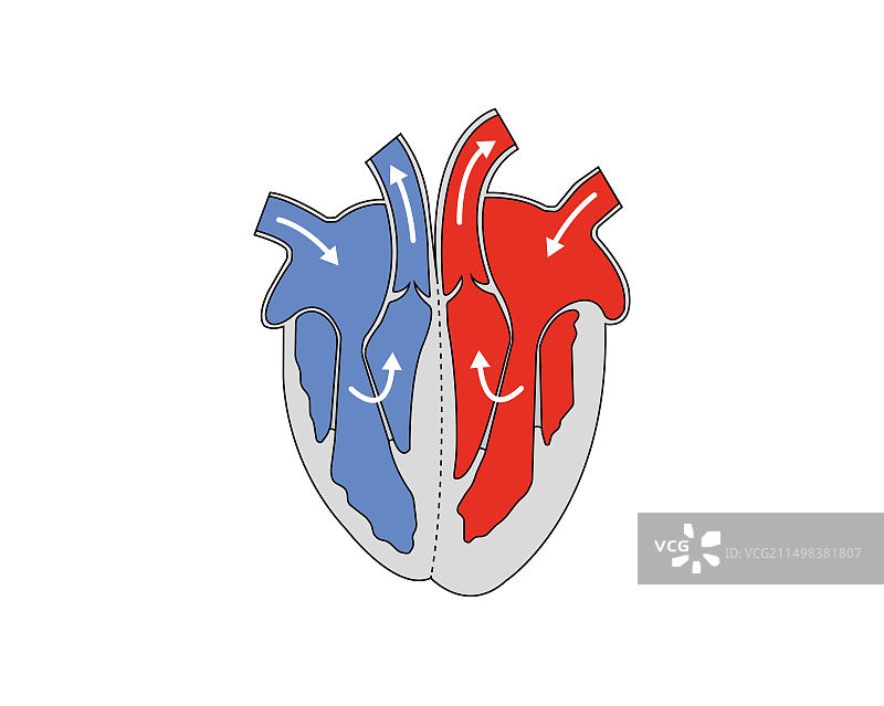 心脏解剖结构图图片素材