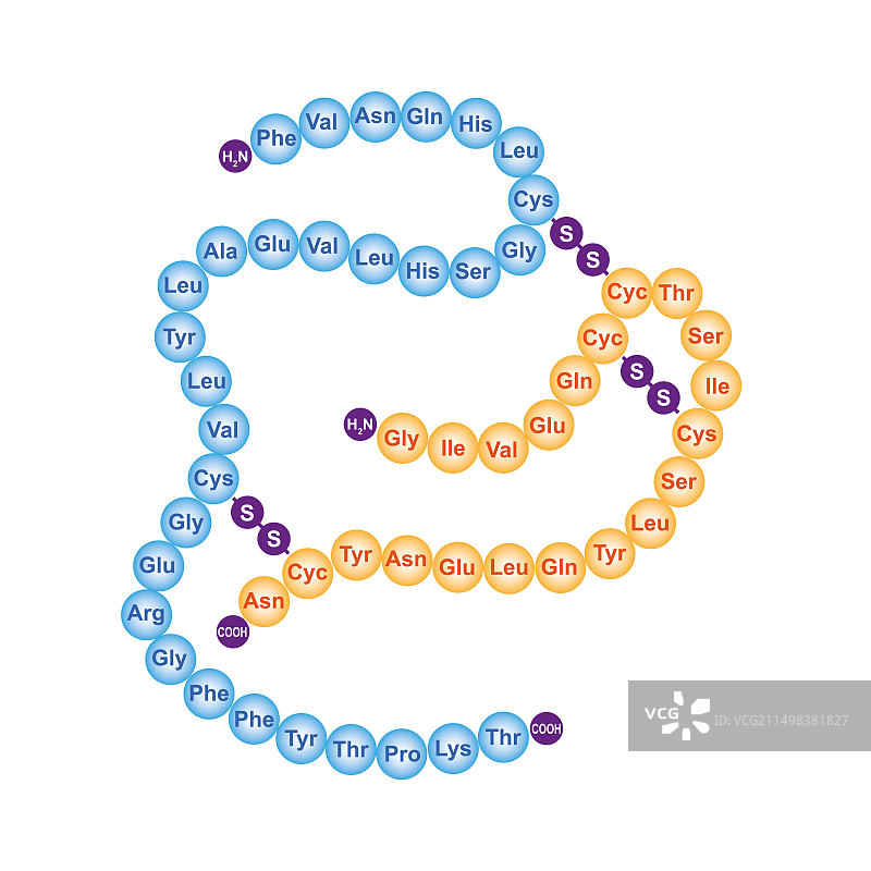 人胰岛素结构图图片素材