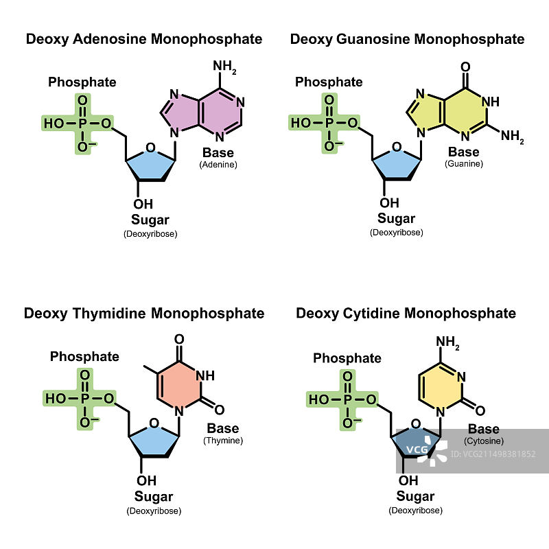 核苷酸结构图图片素材