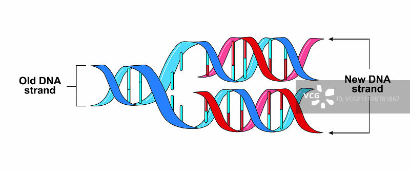 DNA的半保留复制，图示图片素材
