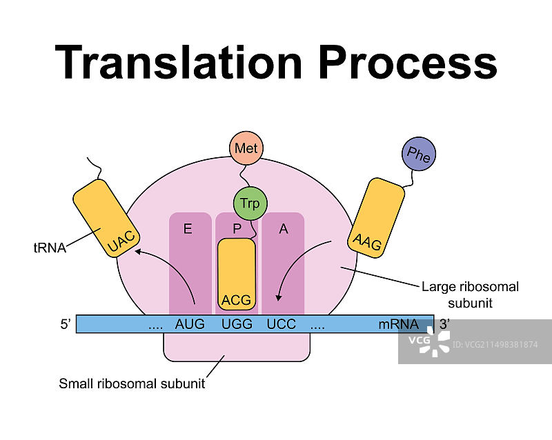翻译插图图片素材