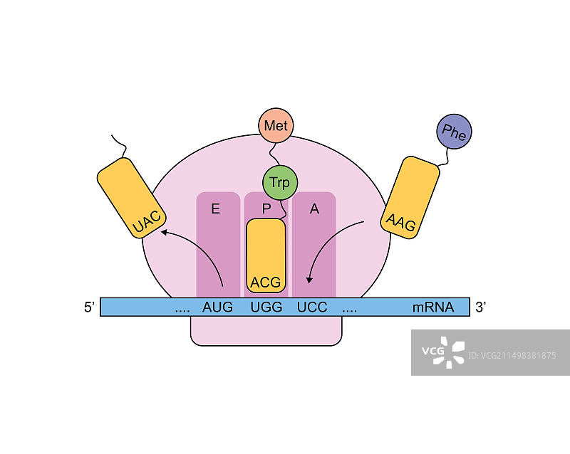 翻译插图图片素材