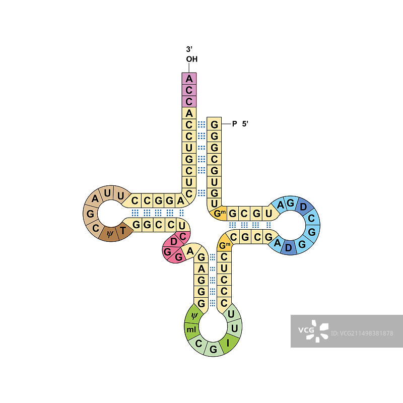 转移RNA示意图图片素材