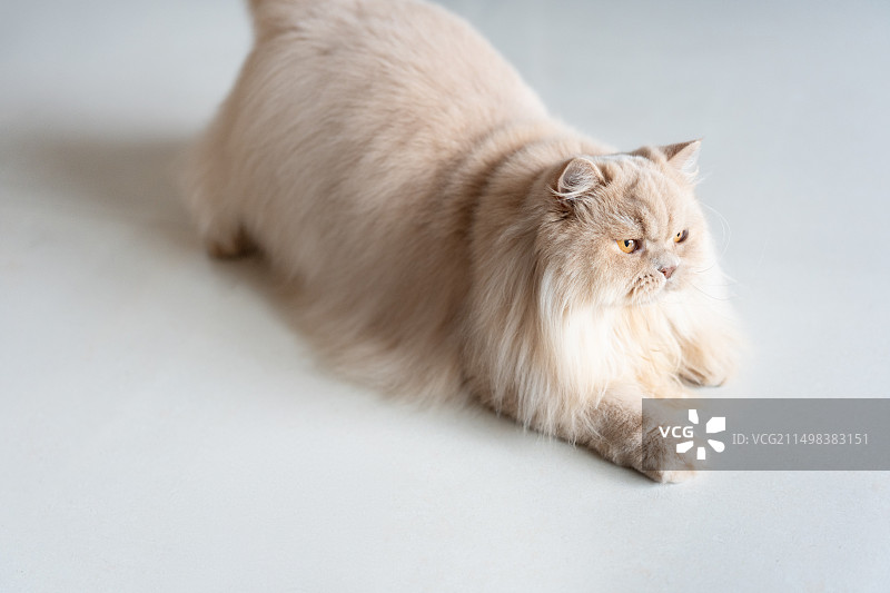 英国长毛猫好奇的看着逗猫棒玩具，准备向前跳扑图片素材