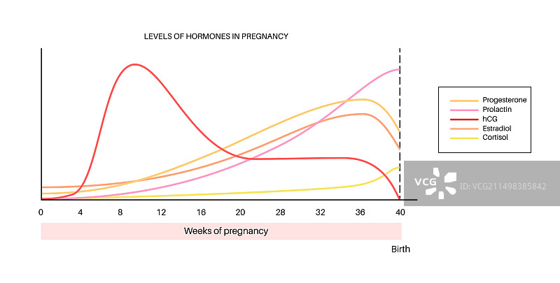 怀孕期间的荷尔蒙插图图片素材