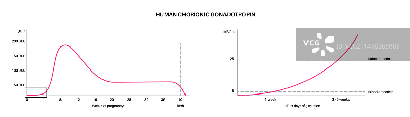 人绒毛膜促性腺激素插图图片素材