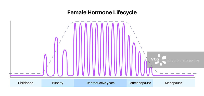 女性荷尔蒙周期图图片素材