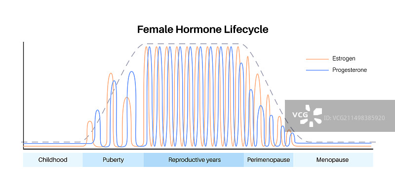 女性荷尔蒙周期图图片素材