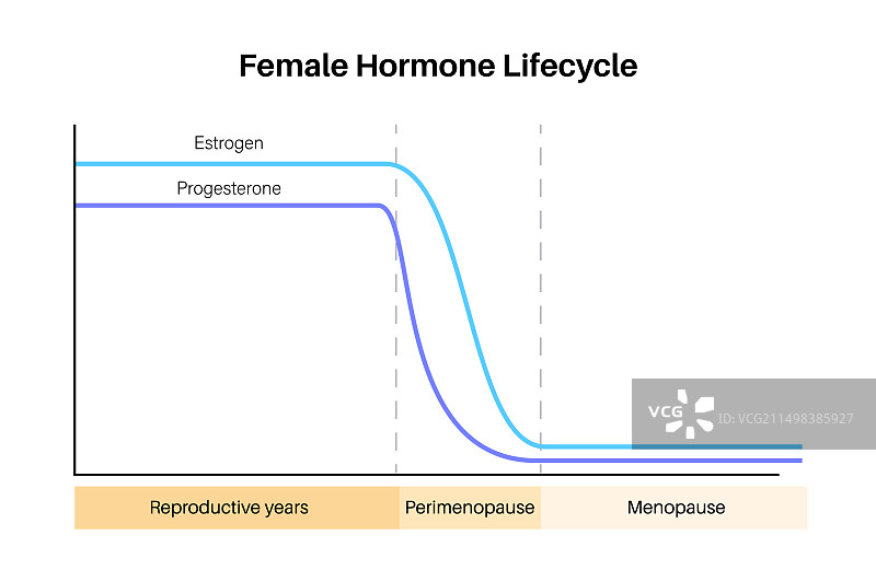 女性荷尔蒙周期图图片素材