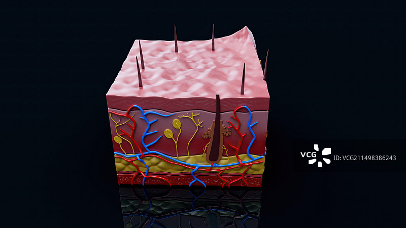 皮肤插画图片素材