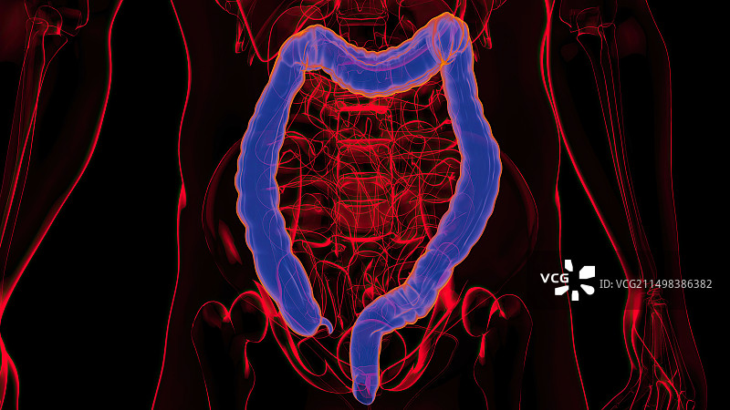 大肠示意图图片素材