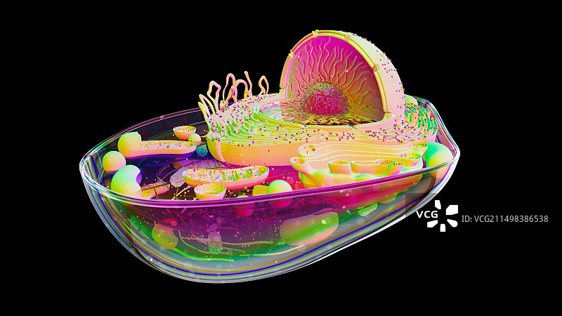 动物细胞图示图片素材