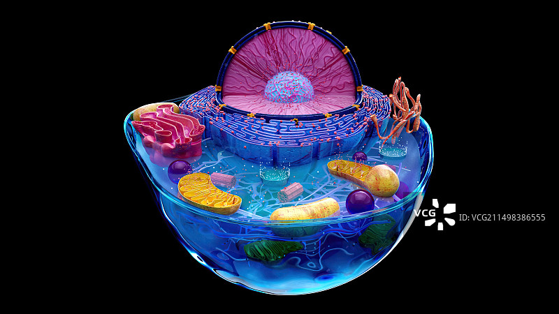 动物细胞图示图片素材