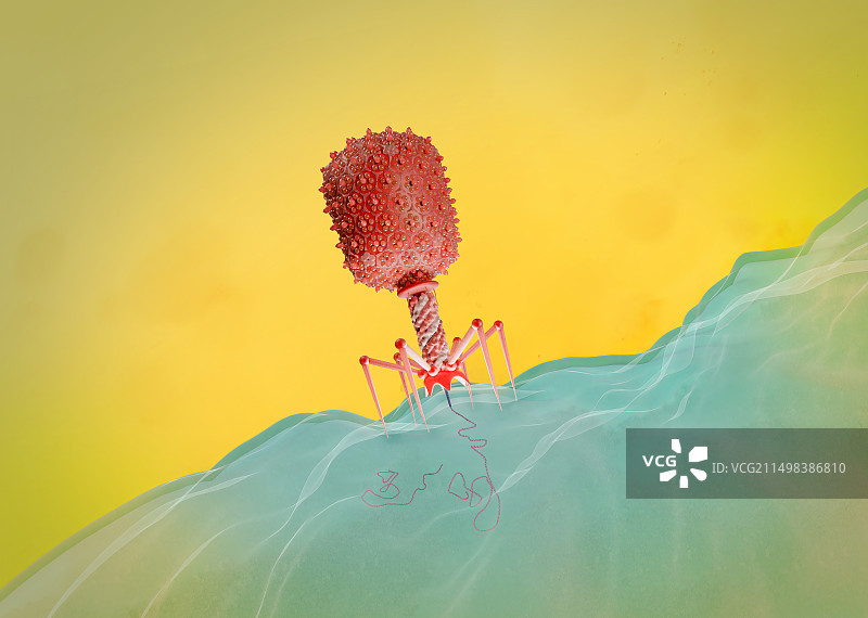 T4噬菌体感染大肠杆菌示意图图片素材