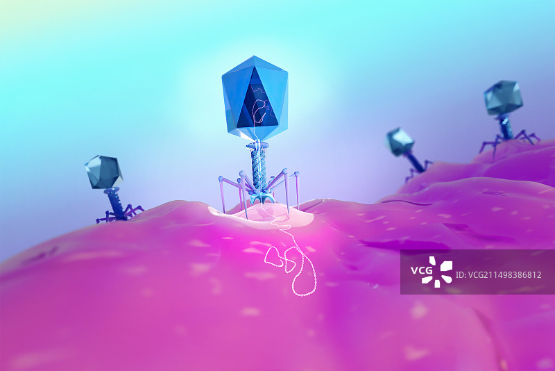 T4噬菌体感染大肠杆菌示意图图片素材