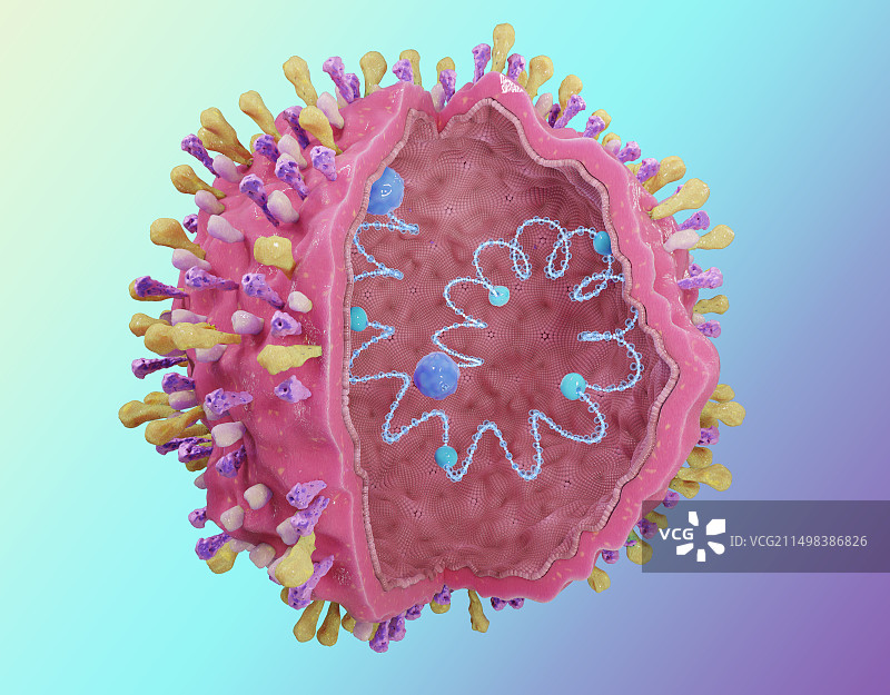 呼吸道合胞病毒插画。图片素材
