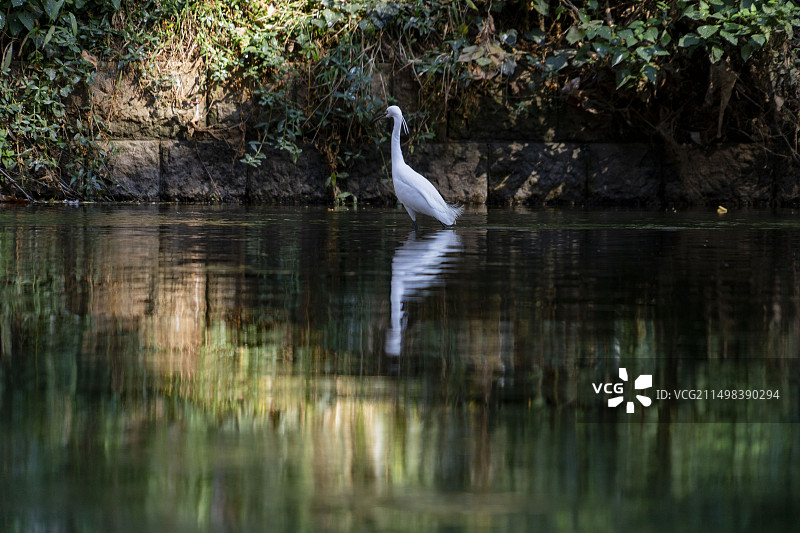 昆明盘龙江白鹭飞图片素材