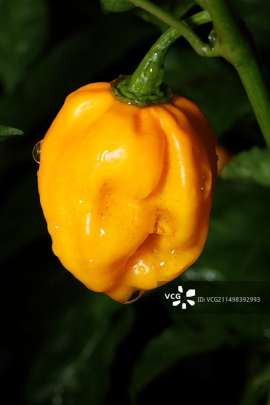 黄灯笼辣椒图片素材