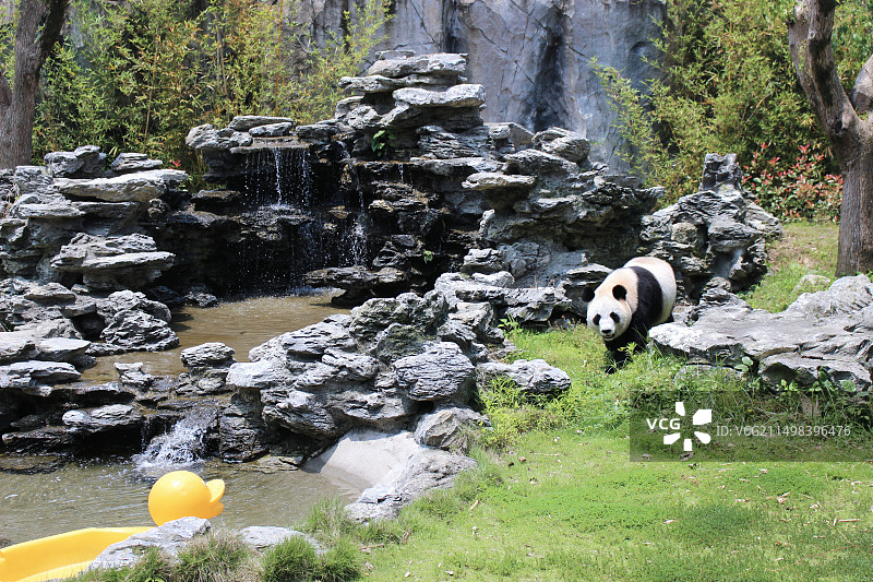 杭州野生动物园动物国宝馆熊猫图片素材