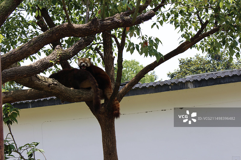 杭州野生动物园动物小熊猫图片素材