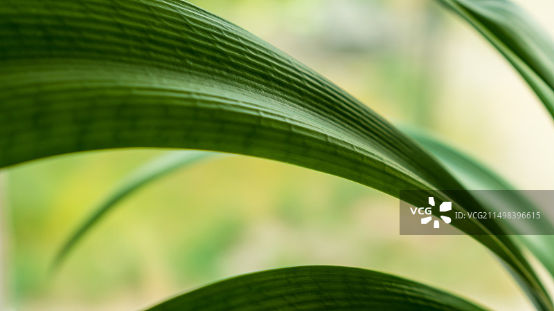 君子兰的花和其茎叶的绿色感图片素材