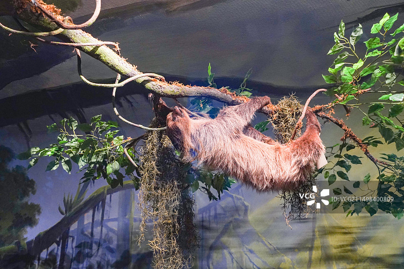 国家海洋博物馆藏三趾树懒标本图片素材