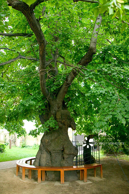 阿尔特卡迪茨千年古石灰树图片素材