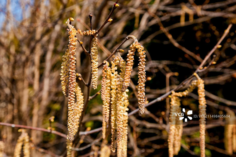 榛树的雄性葇荑花序图片素材