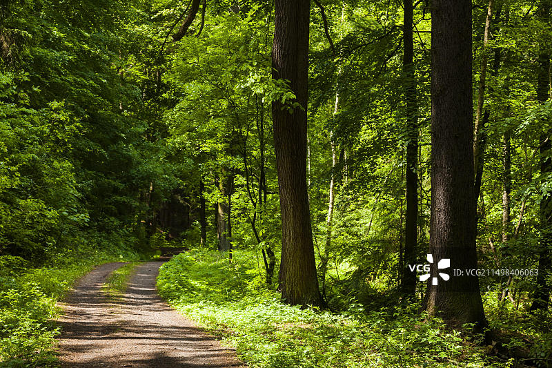 塔兰特森林，原名格里伦堡森林，是萨克森州中部的一处景观，位于塔兰特林业城镇的西南，威尔斯德鲁夫镇的南部图片素材
