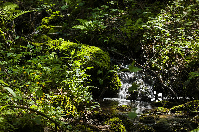 塔兰特森林,原名格里伦堡森林,是萨克森州中部的一处景观,位于塔兰特林业城镇的西南,威尔斯德鲁夫镇的南部图片素材