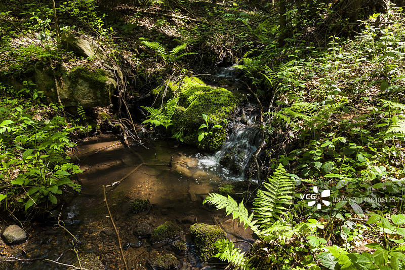 塔兰特森林，原名格里伦堡森林，是萨克森州中部的一处景观，位于塔兰特林业城镇的西南，威尔斯德鲁夫镇的南部图片素材