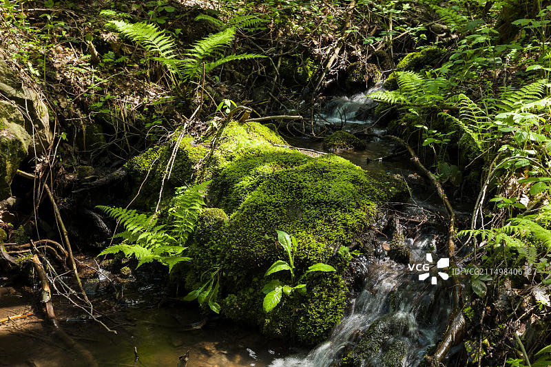 塔兰特森林，原名格里伦堡森林，是萨克森州中部的一处景观，位于塔兰特林业城镇的西南，威尔斯德鲁夫镇的南部图片素材