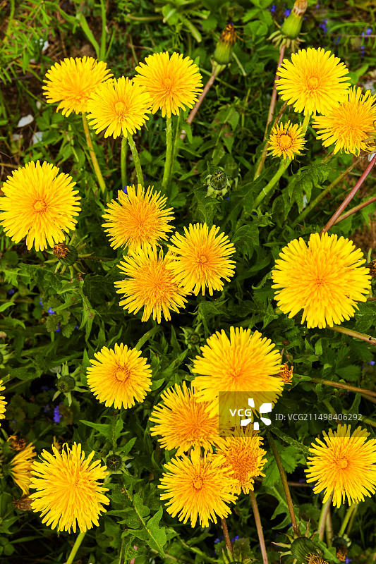 蒲公英图片素材