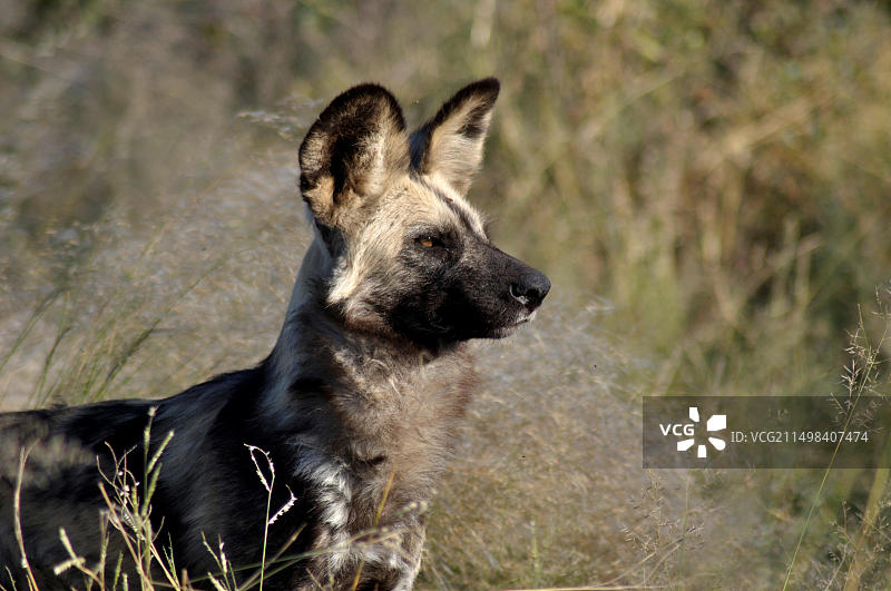 博茨瓦纳：卡拉哈里沙漠中危险的猎手——非洲野犬图片素材