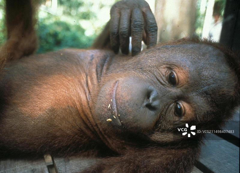 马来西亚婆罗洲有两个猩猩康复中心，一个在沙捞越，一个在沙巴图片素材