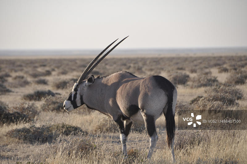 纳米比亚野生动物：埃托沙国家公园岛屿图片素材