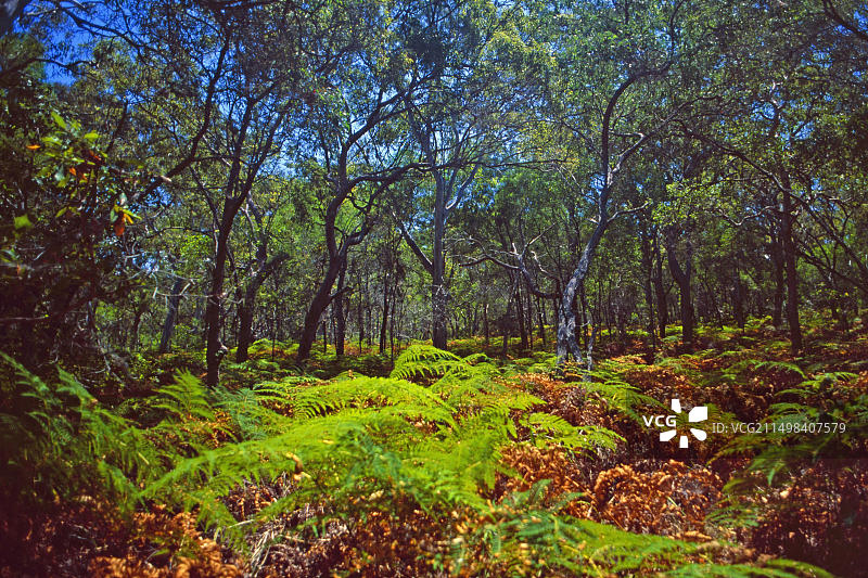 澳大利亚：塔斯马尼亚岛上的雨林植被图片素材