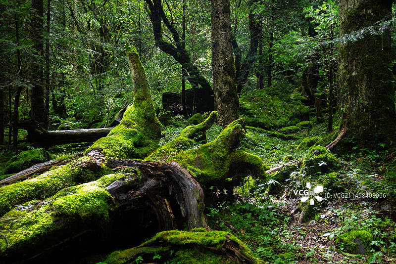 原始森林图片素材