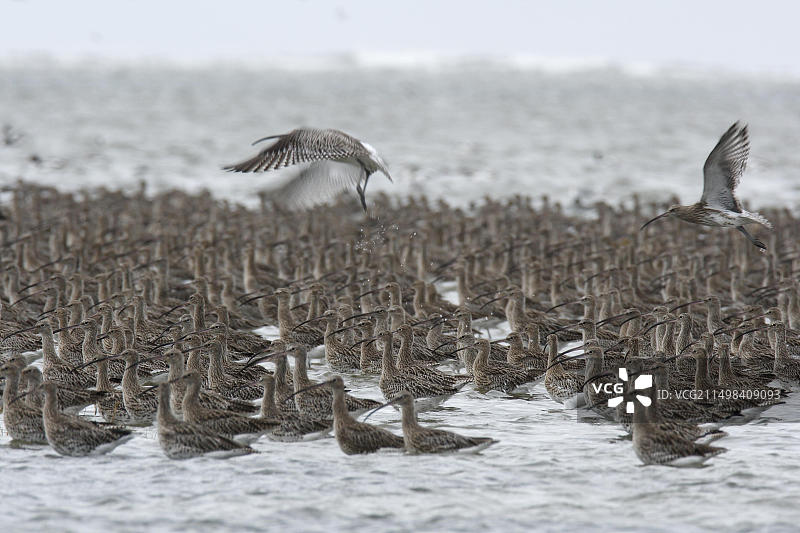 欧亚杓鹬：栖息在德国下萨克森瓦登海国家公园滩涂上图片素材