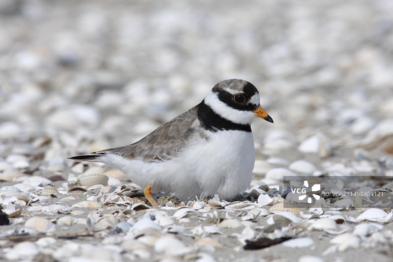 环颈鸻与鸟蛋，位于德国下萨克森瓦登海国家公园图片素材