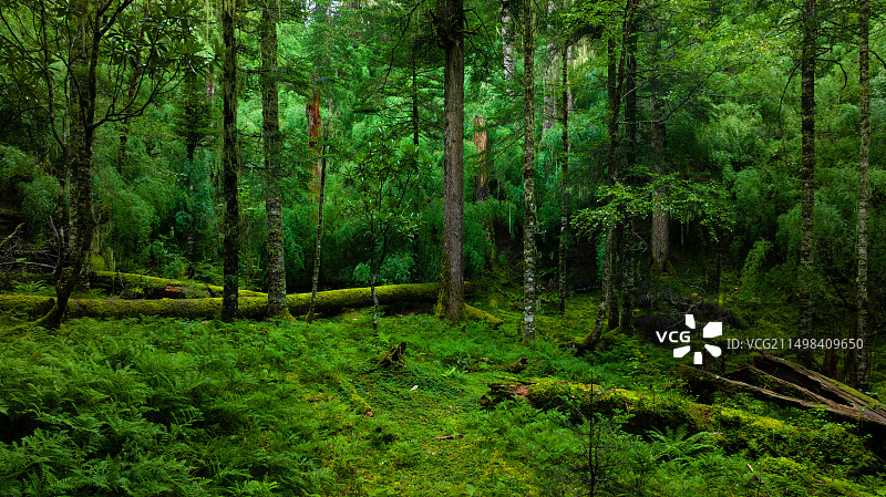 原始森林图片素材