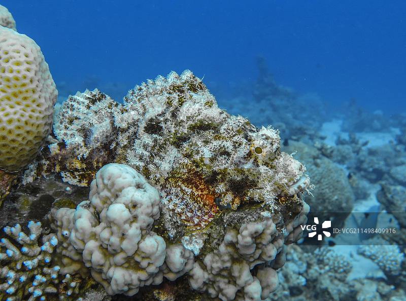 毒鲉，水下摄影，阿布塔哈潜水点，达哈卜，亚喀巴湾，红海，西奈半岛，埃及，非洲图片素材